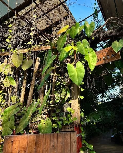 Qissa-cafe-Fort-Kochi-1